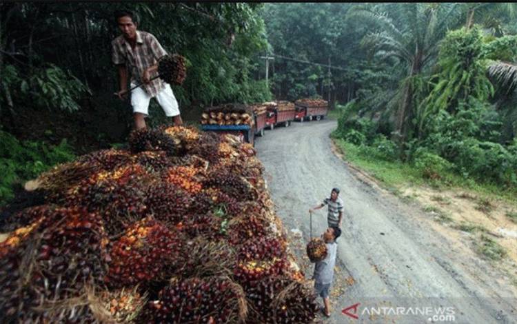 Asian Agri Kenalkan Benih Sawit unggul Topaz