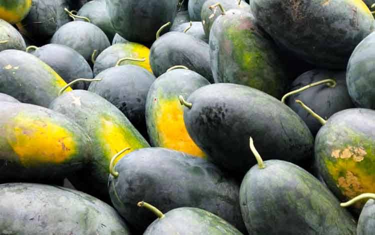 Begini Perjuangan Petani Semangka Desa Henda sebelum Hasilkan Keuntungan Ratusan Juta Rupiah