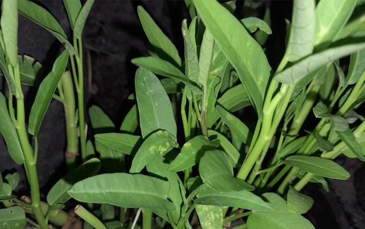 Cegah Inflasi Kangkung, Dewan Palangka Raya Ajak Masyarakat Tanam Secara Mandiri