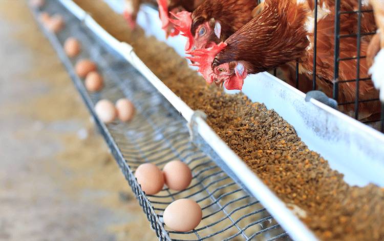 Peluang Usaha Ayam Petelur di Kotim Sangat Potensial