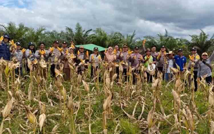 Bulog Kotim Targetkan Penyerapan Jagung 500 Ton