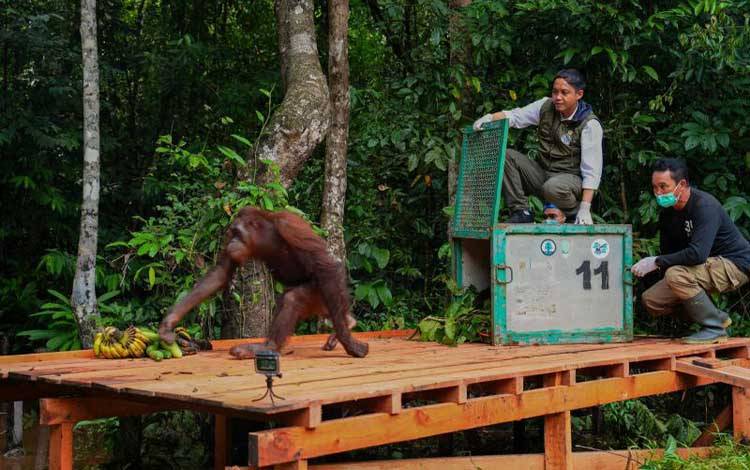 Ketika Menhut Meninjau Kesiapan "Jalan Pulang" Orangutan di Pulau Salat
