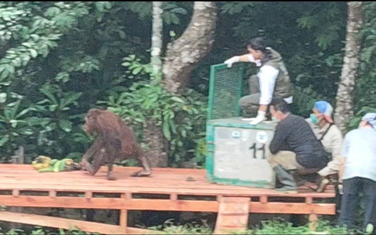 Hanin adalah Individu Orangutan yang Dilepasliarkan Menteri Kehutanan di Pulau Salat