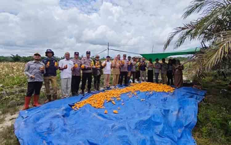 Bulog Siap Serap Hasil Panen Jagung Petani Hingga ke Pelosok Kotim
