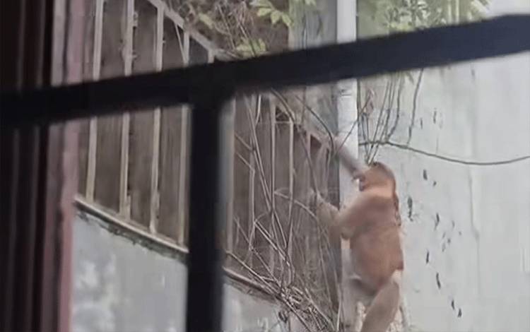 Bekantan Berikat Pinggang Muncul di Permukiman Warga Sampit