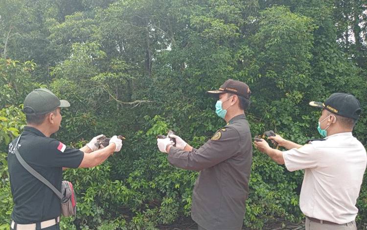 Karantina dan BKSDA Sampit Gagalkan Penyelundupan Puluhan Burung dari Penumpang Kapal