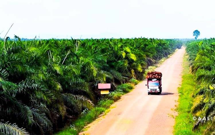 Indonesia dalam Daftar Empat Besar Negara Pemilik Lahan Gambut Dunia