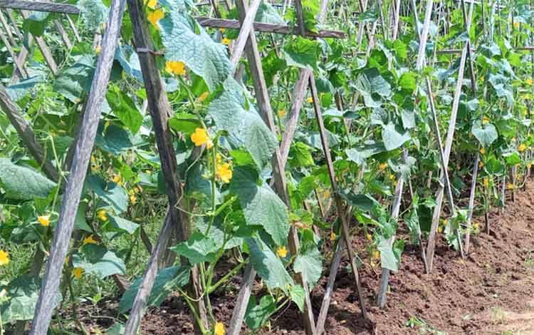 Wali Kota Palangka Raya Ajukan 3.000 Hektare Lahan Pertanian, Begini Respon Dewan