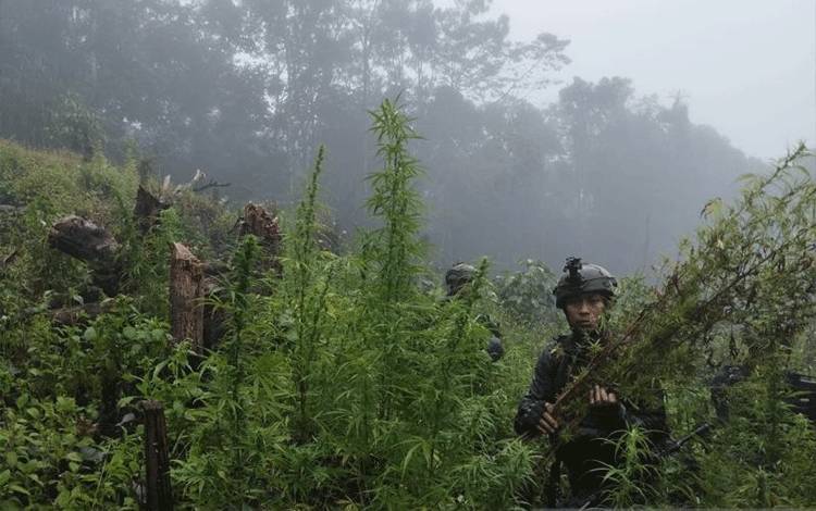 TNI Temukan Ladang Ganja di Pegunungan Papua