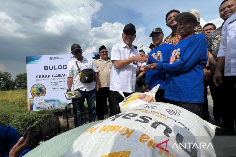 Bulog Serap Gabah Petani 725.000 Ton Setara Beras per Maret