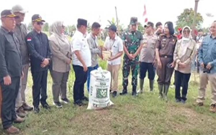 Bulog Kotim Serap 50 Ton Gabah Petani