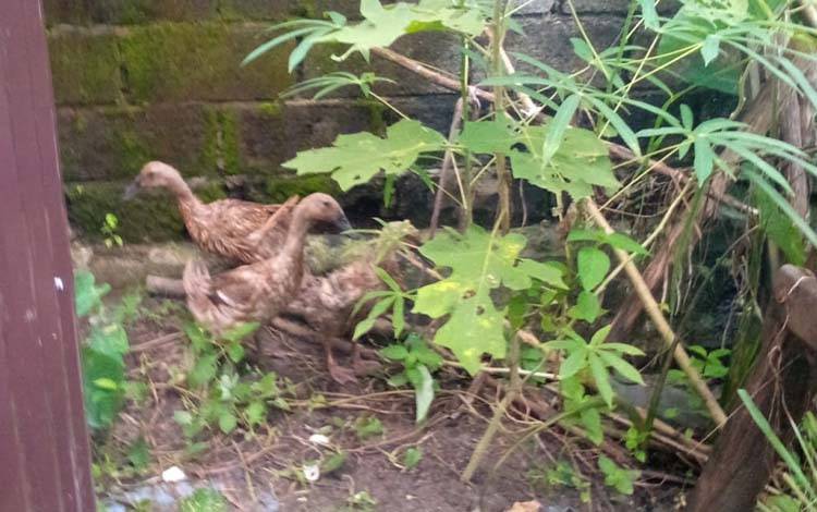 Subsektor Peternakan Kalteng Catat Kenaikan Nilai Tukar