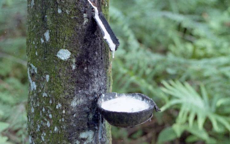 Nasib Perkebunan Karet di Kotim Tergerus Industri Sawit