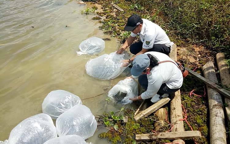 Diskanak Barito Timur Siapkan Restocking 100 Ribu Ikan Baung dan Haruan