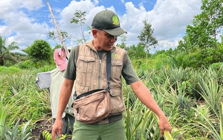 Induk dan Anak Orangutan Muncul di Kebun Nanas Jalan Lingkar Selatan Sampit