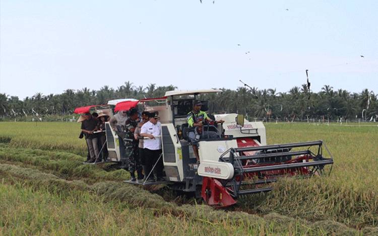 Kenaikan HPP Gabah Bulog Dongkrak Pendapatan Petani Kotawaringin Timur