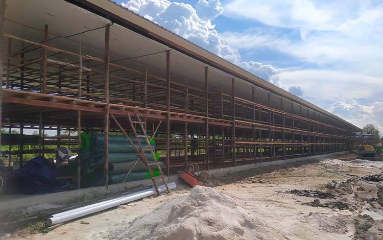 Pemkab Sukamara akan Tindak Tegas Peternak Ayam Tidak Memiliki Izin