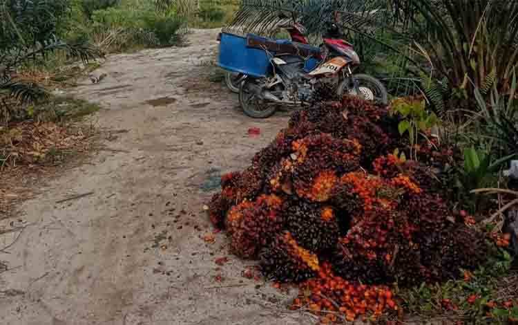 DPRD Kotim Dorong Pemda Tindaklanjuti Peluang Kerja Sama Hilirisasi Sawit Berbasis Koperasi dengan Uni Eropa