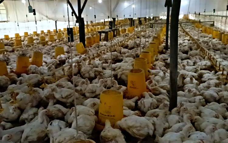Peternak Pulang Pisau Sukses Kembangkan Peternakan Ayam Potong, Omzet Rp60 Juta per 35 Hari