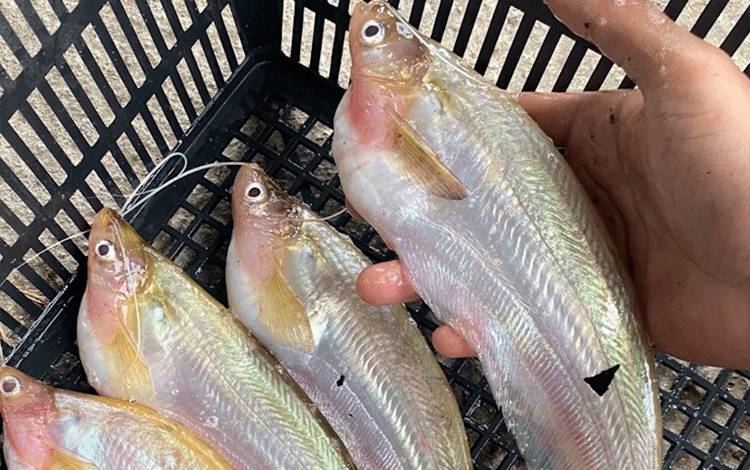 Wakil Ketua II DPRD Palangka Raya: Ikan Lokal Harus Dijaga Kelestariannya