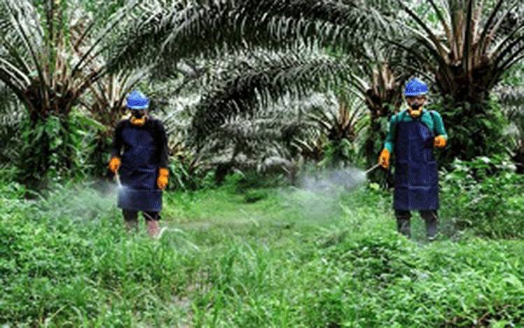 Kelapa Sawit Jadi Kontributor Utama Ekonomi Indonesia di 2023