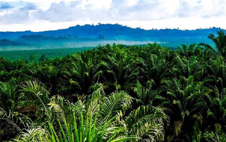 Sejarah Perkebunan Kelapa Sawit: Dari Kolonial Hingga Komersial