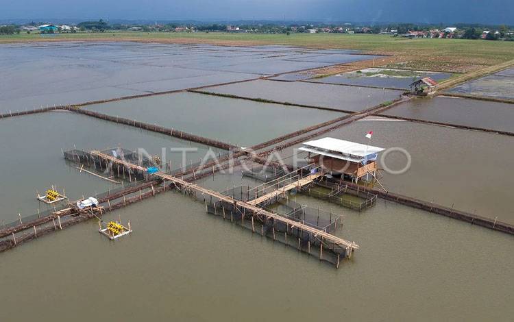 Pembudiya Ikan di Lamandau Diminta Perhatikan Siklus Pasar
