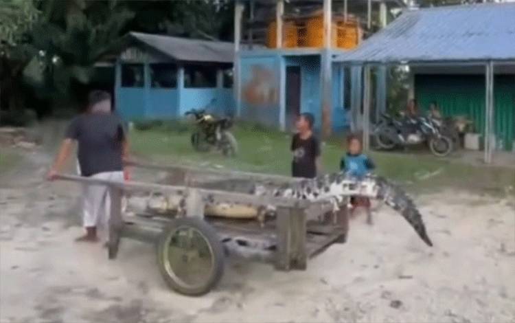 Warga Desa Natai Baru Kotim Dorong Buaya di Atas Gerobak
