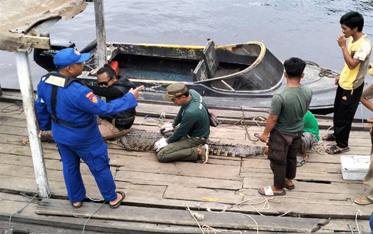 Sudah Ada 4 Warga Kotim Jadi Korban Serangan Buaya di 2025 ini