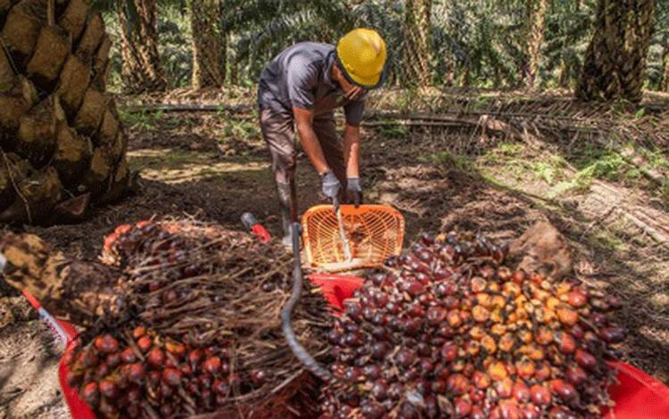 SSMS Catat Kenaikan Laba Bersih 23,33% di Kuartal I 2025