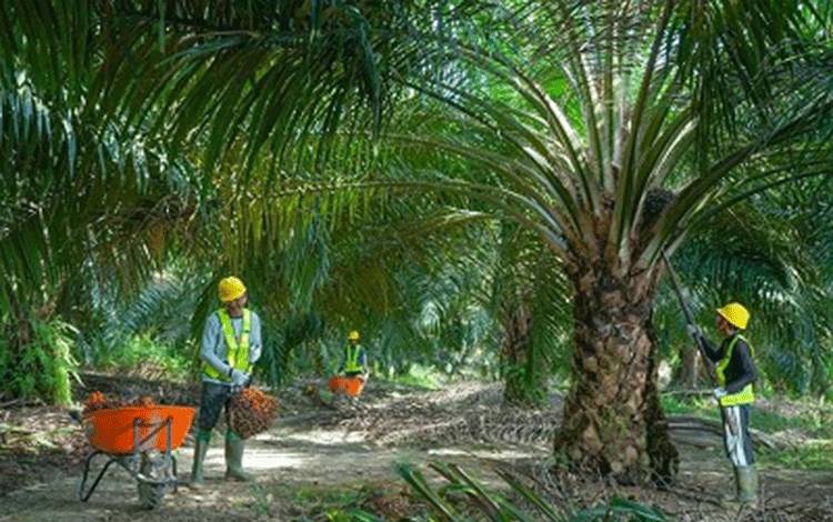 Pendapatan SSMS Melesat 45,13 Persen, Saham Menguat 32,23 Persen