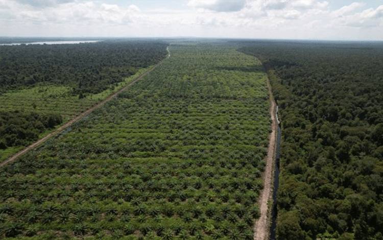 Dukungan Sosial Kunci Keberhasilan Perkebunan Sawit di Lahan Gambut