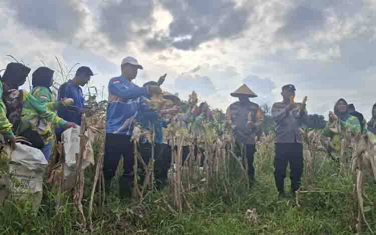 Program Tanam Jagung di Baamang Dukung Ketahanan Pangan dan Dongkrak Ekonomi Petani