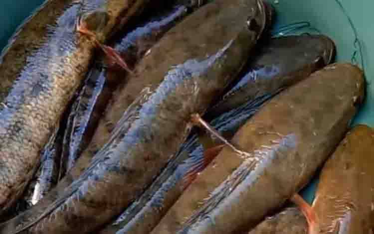 Harga Ikan Gabus Naik, Kepala BI Kalteng Ungkap Penyebab Inflasi April 2025