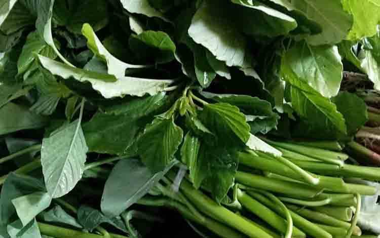 Kualitas Panen Menurun Akibat Hujan, BI Kalteng Sebut Kangkung dan Bayam Picu Inflasi April 2025