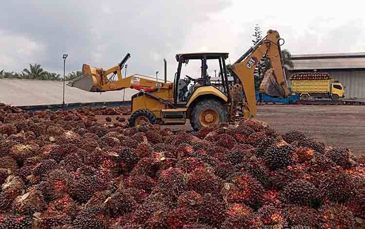 Industri Kelapa Sawit Serap 16,5 Juta Tenaga Kerja, Berkontribusi Besar bagi Perekonomian