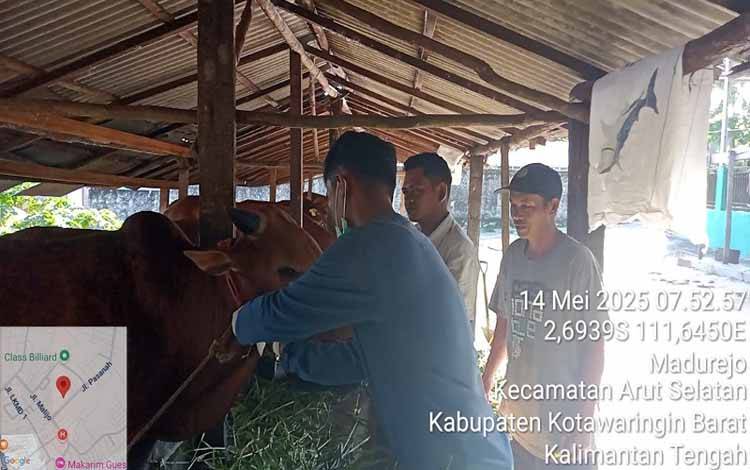 Distan Kobar Cek Kondisi Hewan Kurban Jelang Hari Raya Idul Adha