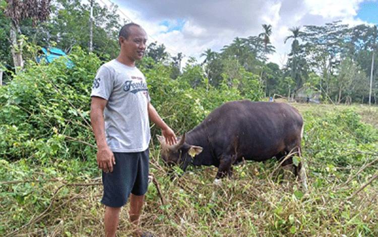 Pasokan Sapi Kurban Terlambat Masuk ke Sampit