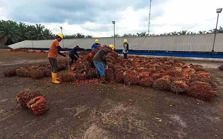 Emiten SSMS Bagikan Dividen Rp450 Miliar, Setara Rp47,24 per Saham