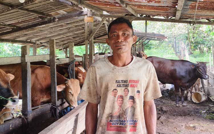 Peternak Lokal Kotim Keluhkan Penurunan Penjualan Sapi Kurban
