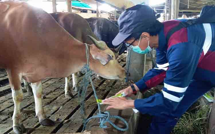 DPKP Palangka Raya Turunkan Tiga Tim Pemeriksa Hewan Kurban Jelang Idul Adha 2025