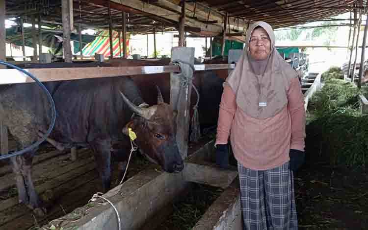 Peternak Lokal di Palangka Raya Datangkan Puluhan Hewan Kurban Jelang Idul Adha