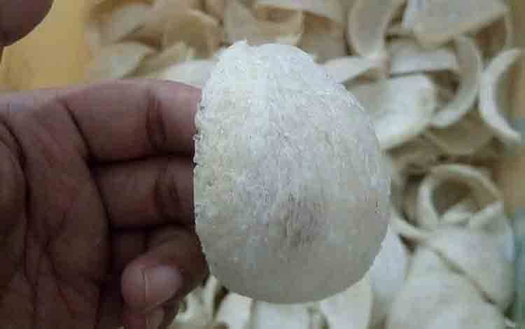 Harga Sarang Walet Anjlok, PAD Kotim Terdampak