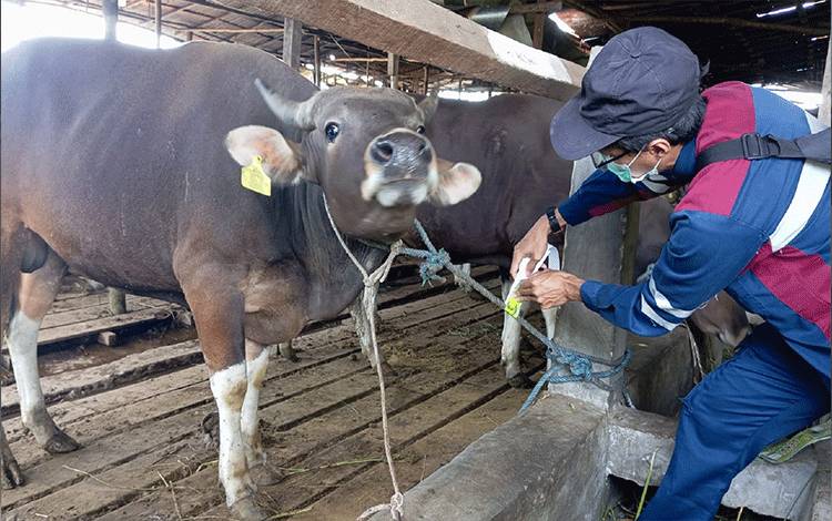 DPKP Palangka Raya Periksa Hewan di 24 Peternakan Menjelang Idul Adha 2025