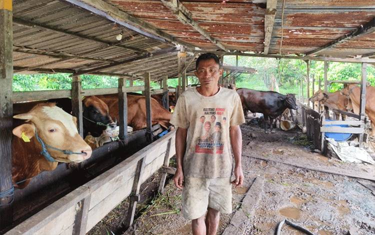 Peternak di Sampit Keluhkan Sapi Luar Daerah, Pengaruhi Penjualan Jelang Iduladha