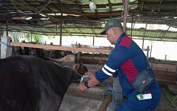 Pastikan Hewan Kurban Sehat, DPKP Palangka Raya Beri Label Kesehatan