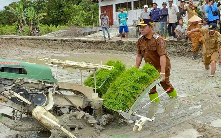 Wakil Bupati Barito Selatan Tanam Padi Bersama Musim Tanam Asep 2025