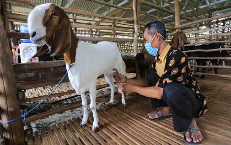 Kementan Pastikan Terus Dorong Hilirisasi Riset Peternakan