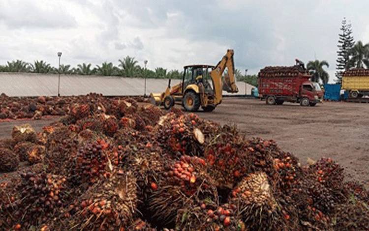 AKPY Terus Dorong Profesionalisme Petani Sawit Melalui Pelatihan