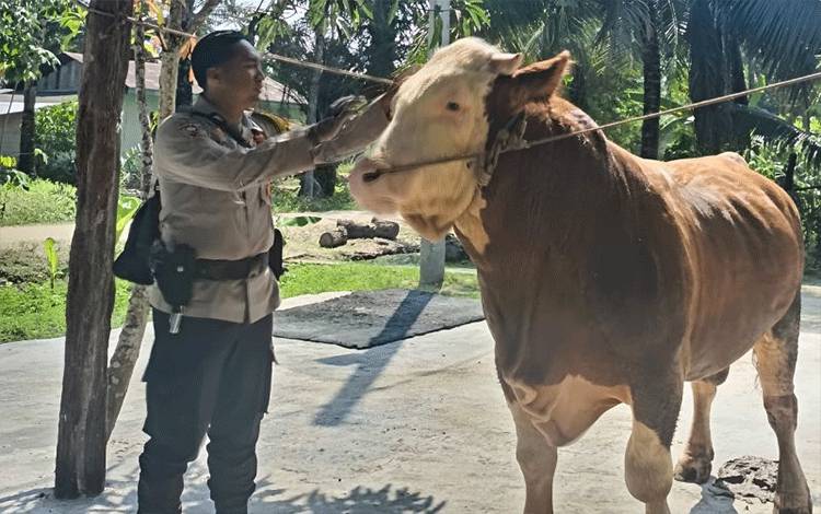 Sapi Milik Bhabinkamtibmas Terpilih Jadi Hewan Kurban Presiden Prabowo